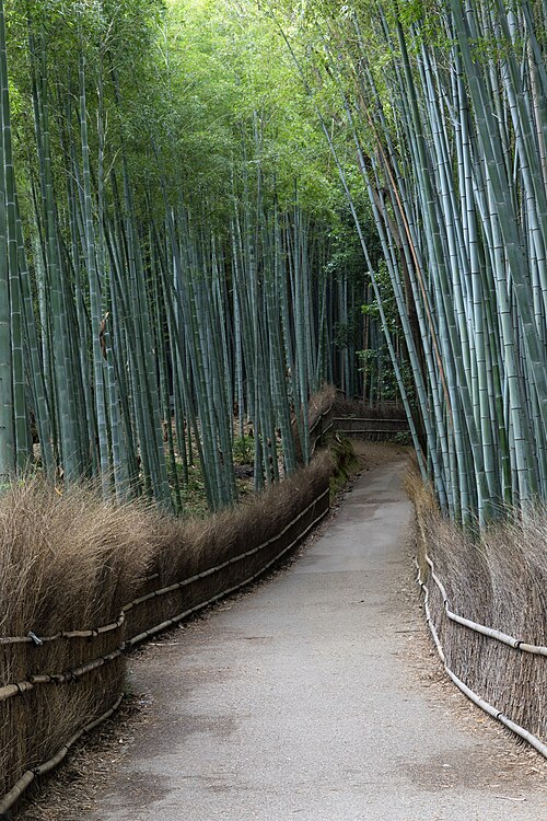 Towering bamboo stalks forming a green tunnel in Arashiyama, Kyoto