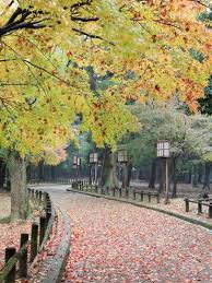 Open green space and pathways in Nara Park with deer and visitors